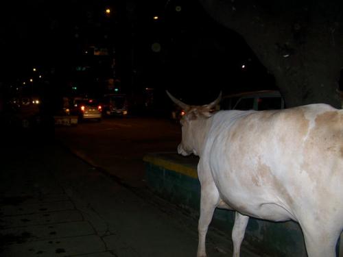 The Holy Cow (bangalore_100_1965.jpg) wird geladen. Eindrucksvolle Fotos von der indischen Halbinsel erwarten Sie.